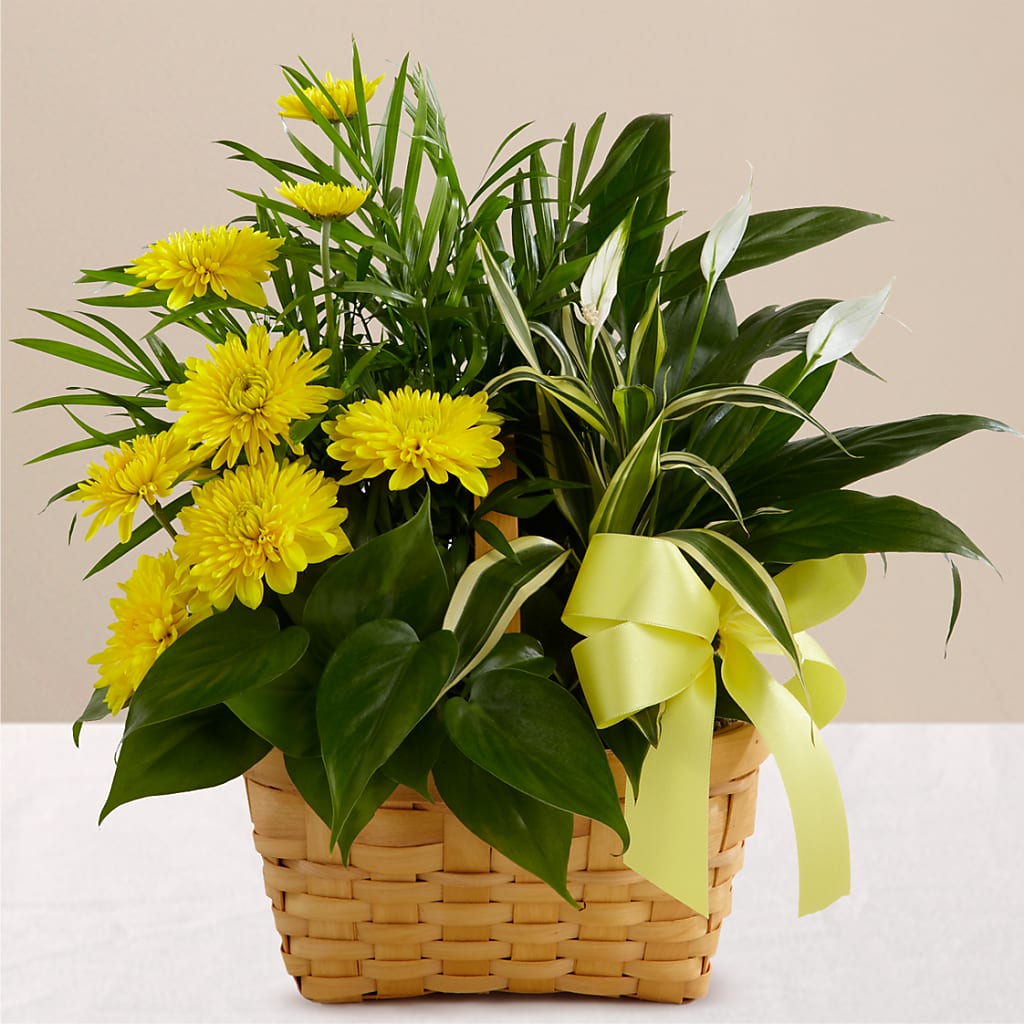 Loving Light Dishgarden – Chillicothe High Street Flower Shop, Chillicothe OH