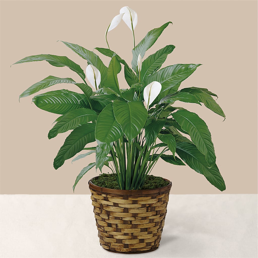 Tranquil Moments Peace Lily Plant – Chillicothe High Street Flower Shop, Chillicothe OH