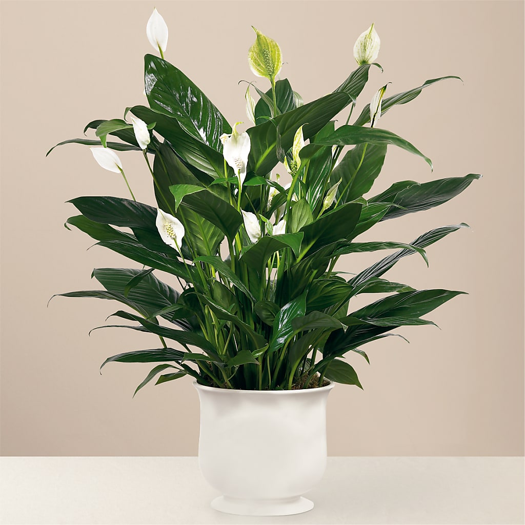 Comfort Planter – Chillicothe High Street Flower Shop, Chillicothe OH