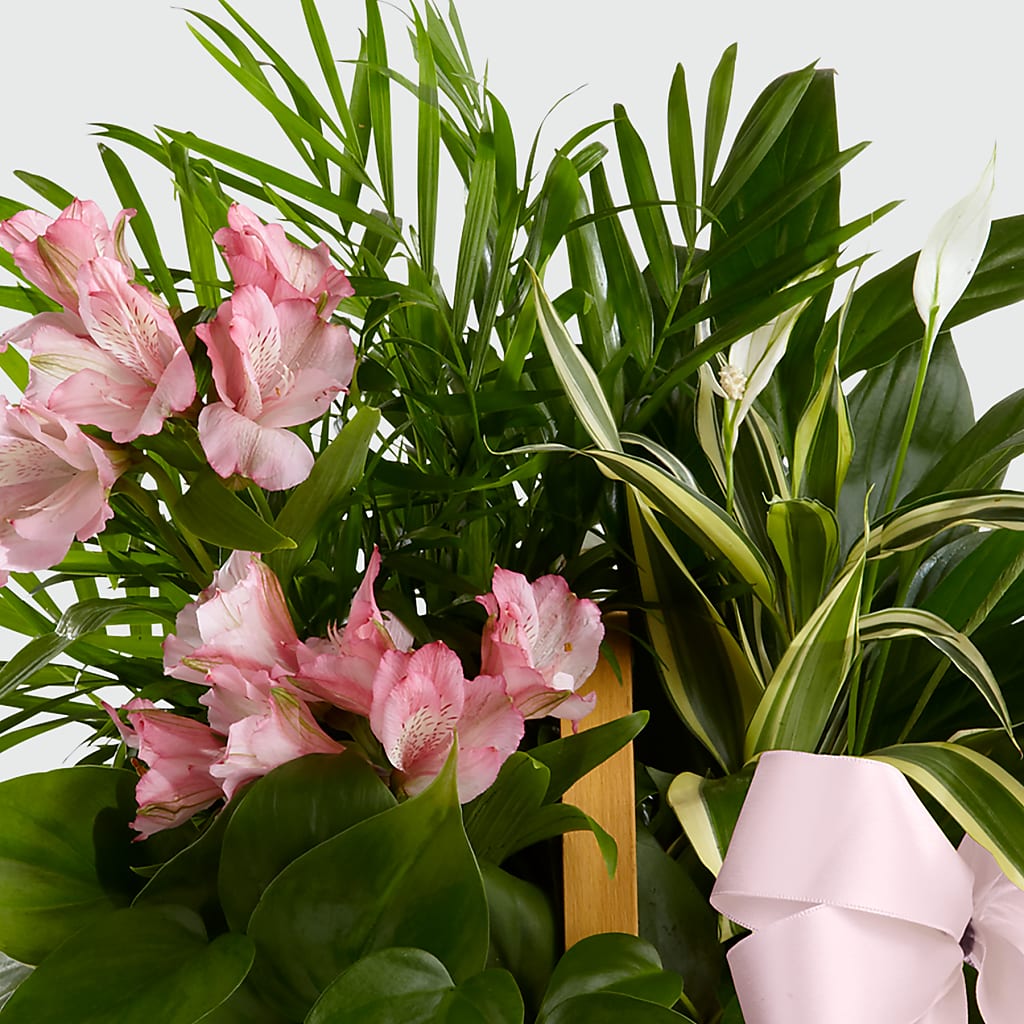 Living Spirit Dishgarden – Chillicothe High Street Flower Shop, Chillicothe OH