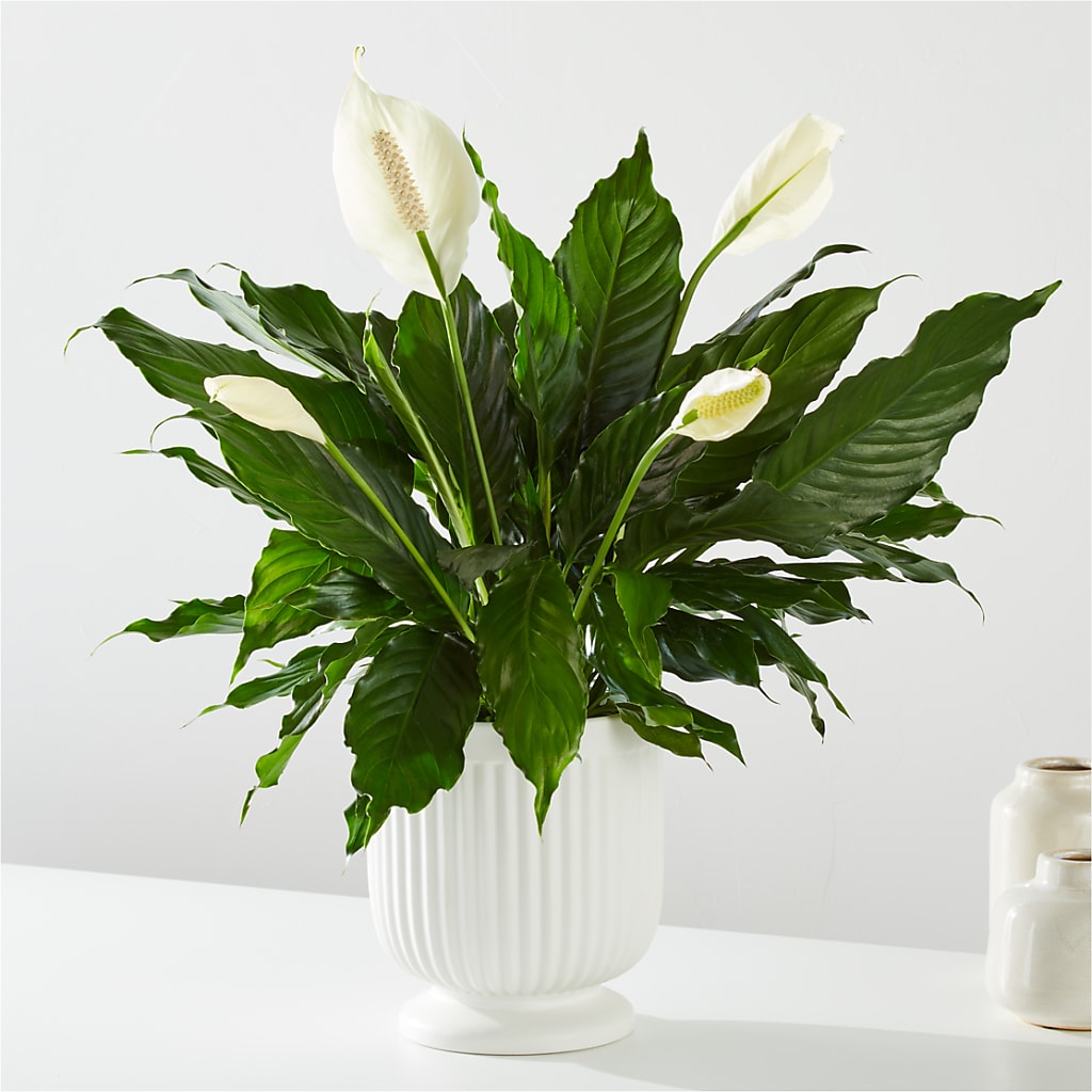 Comfort Planter –  Chillicothe High Street Flower Shop, Chillicothe OH