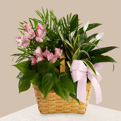 Living Spirit Dishgarden –  Chillicothe High Street Flower Shop, Chillicothe OH