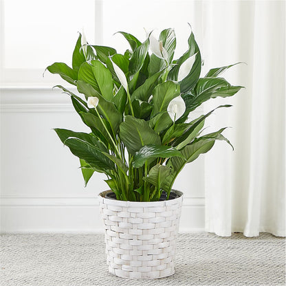 A New Leaf Peace Lily –  Chillicothe High Street Flower Shop, Chillicothe OH