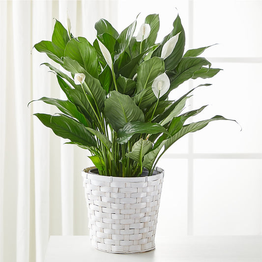 A New Leaf Peace Lily –  Chillicothe High Street Flower Shop, Chillicothe OH