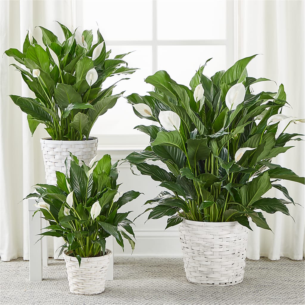 A New Leaf Peace Lily –  Chillicothe High Street Flower Shop, Chillicothe OH