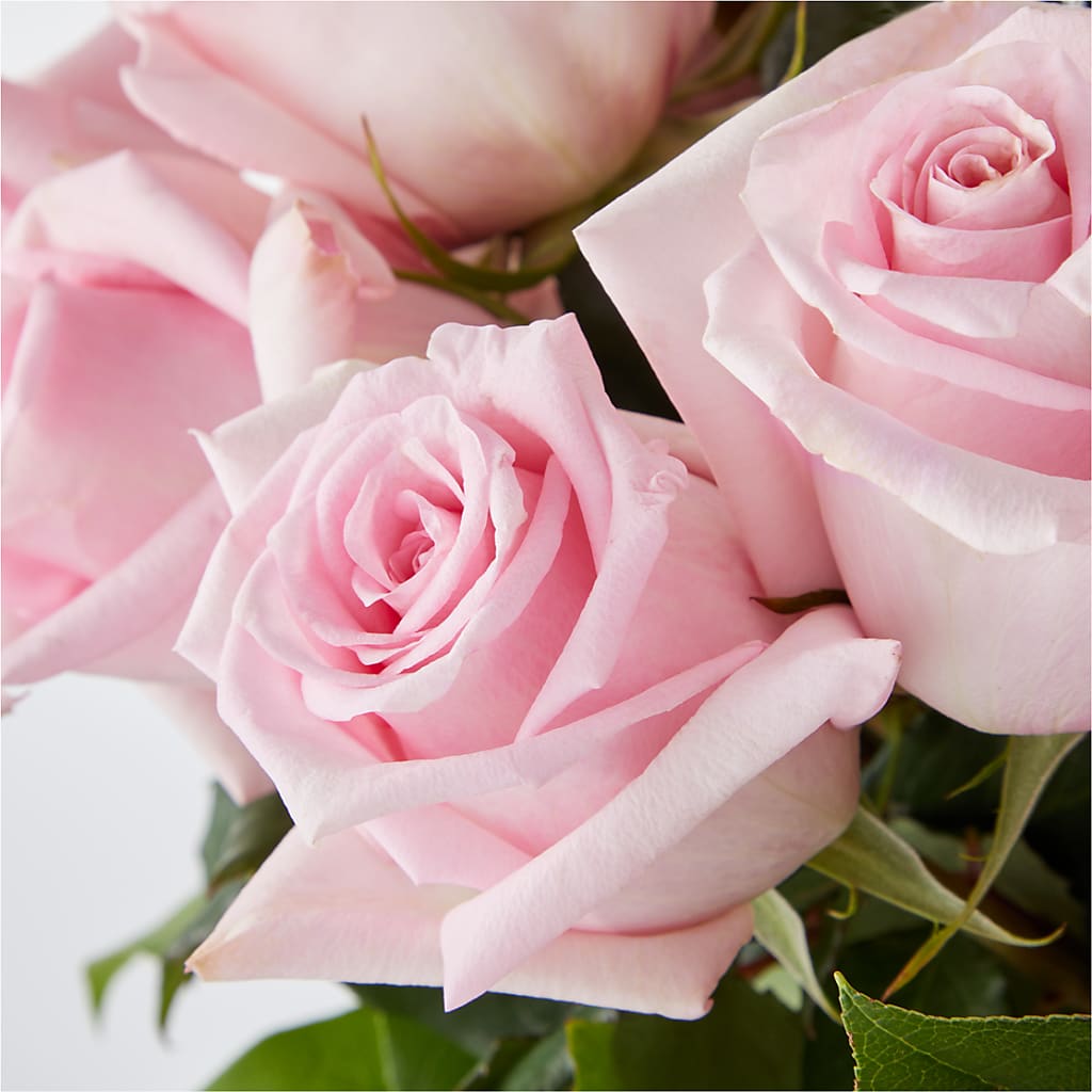 Picture Perfect Pink Rose Bouquet –  Chillicothe High Street Flower Shop, Chillicothe OH