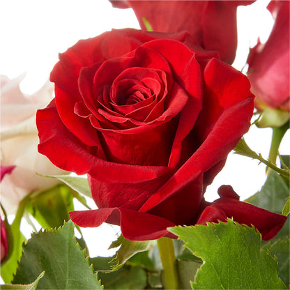 Love Notes Rose Bouquet –  Chillicothe High Street Flower Shop, Chillicothe OH